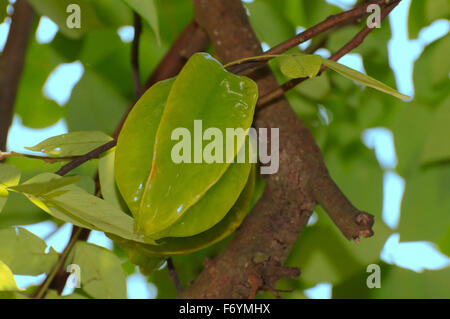 15 octobre 2014 - Malaisie - carambole, carambole Averrhoa carambola (), Parc national de Taman Negara, Malaisie, Asie du sud-est. (Crédit Image : © Andrey Nekrasov/ZUMA/ZUMAPRESS.com) fil Banque D'Images