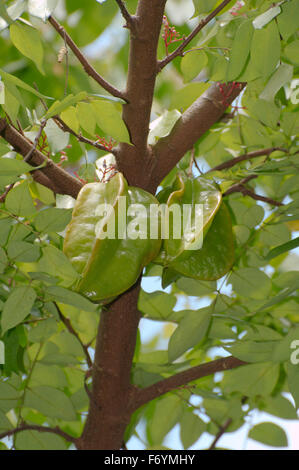 15 octobre 2014 - Malaisie - carambole, carambole Averrhoa carambola (), Parc national de Taman Negara, Malaisie, Asie du sud-est. (Crédit Image : © Andrey Nekrasov/ZUMA/ZUMAPRESS.com) fil Banque D'Images