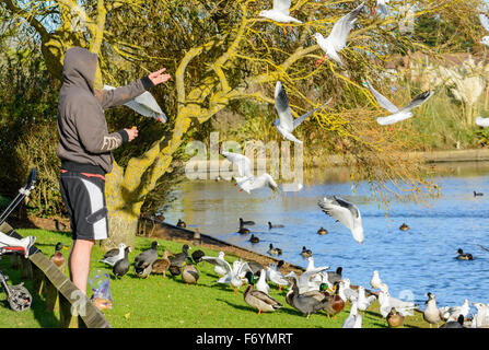 Man throwing pain pour les oiseaux au bord d'un lac en hiver dans le West Sussex, Angleterre, Royaume-Uni. Banque D'Images