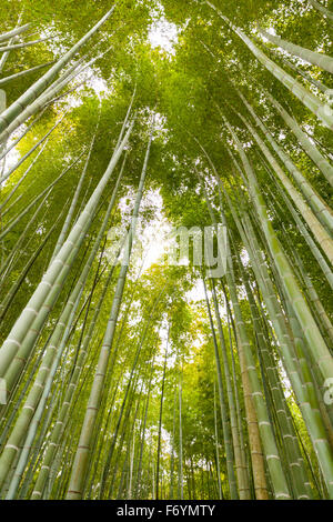 Forêt de bambou à Tokyo Banque D'Images