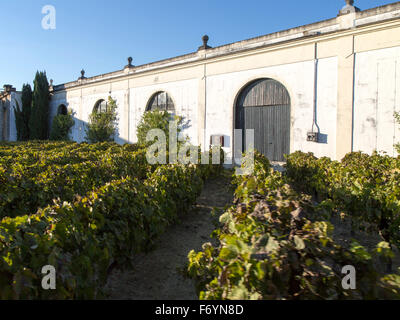 Grapes growing in vignoble et à la bodega, Gonzalez Byass Jerez de la Frontera, province de Cadiz, Espagne Banque D'Images