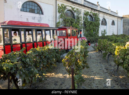 Tour group train grapes growing au vignoble et à la bodega, Gonzalez Byass Jerez de la Frontera, province de Cadiz, Espagne Banque D'Images