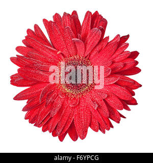 Fleur Gerbera rouge, isolé sur fond blanc Banque D'Images