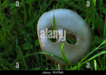 Créature d'halloween Champignons Banque D'Images