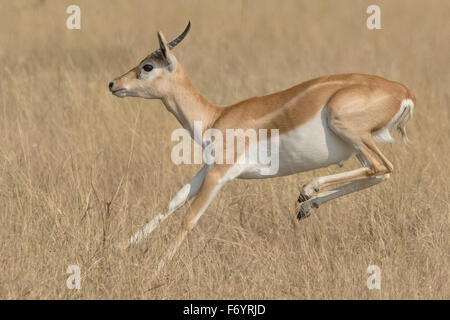 Blackbuck (Antilope cervicapra) sautant à velavadar national park, Gujarat, Inde Banque D'Images