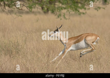 Blackbuck (Antilope cervicapra) sautant à velavadar national park, Gujarat, Inde Banque D'Images