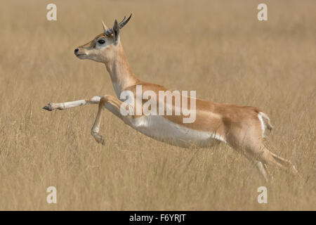 Blackbuck (Antilope cervicapra) sautant à velavadar national park, Gujarat, Inde Banque D'Images