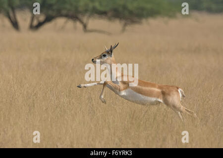 Blackbuck (Antilope cervicapra) sautant à velavadar national park, Gujarat, Inde Banque D'Images