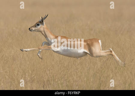 Blackbuck (Antilope cervicapra) sautant à velavadar national park, Gujarat, Inde Banque D'Images