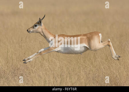 Blackbuck (Antilope cervicapra) sautant à velavadar national park, Gujarat, Inde Banque D'Images