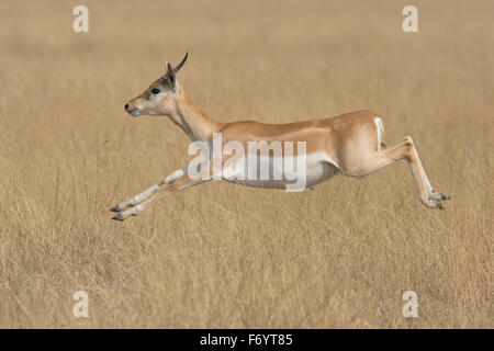 Blackbuck (Antilope cervicapra) sautant à velavadar national park, Gujarat, Inde Banque D'Images