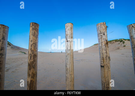 La zone de dunes Kennemer est la plus grande zone de dunes aux Pays-Bas et est utilisée en partie pour la collecte de l'eau Banque D'Images