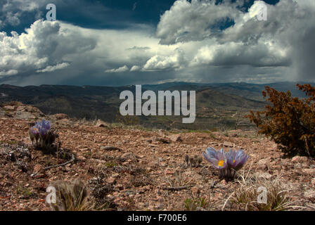 La fin de mai en Arapaho National Forest. En haut de la crête de l'une des forces jusqu'à la fonte des neiges les premières fleurs de la saison. Banque D'Images