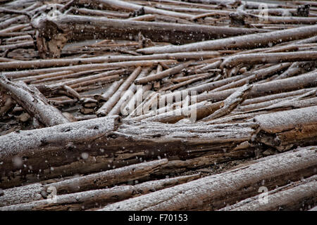 Driftwood couverts par de la neige fraîche en septembre au lac Moraine, parc national Banff, montagnes Rocheuses, Alberta, Canada. Banque D'Images