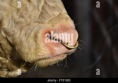 Close up d'un anneau dans un nez de taureaux Banque D'Images