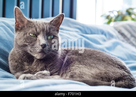 Un chat gris se reposant sur un lit Banque D'Images