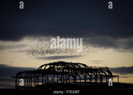 Pendant le coucher du soleil les étourneaux effectuer un murmuration dans le ciel au-dessus de l'épave West Pier de Brighton, East Sussex, Angleterre. Banque D'Images