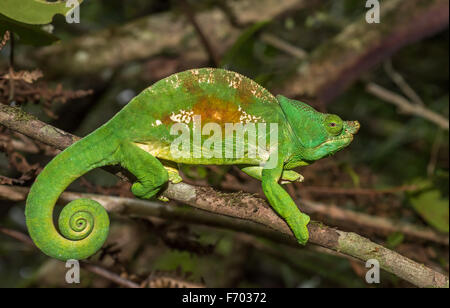 Caméléon coloré de Madagascar, l'accent très peu profonds. Banque D'Images