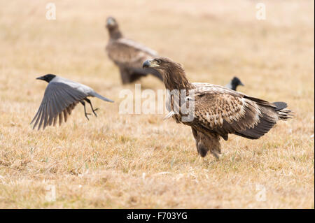 Deux des pygargues à queue blanche avec crow Banque D'Images