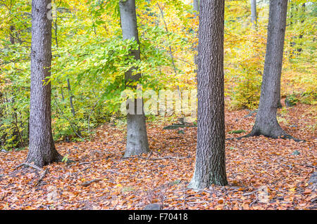 Forêt de hêtres en automne Mont Sleza Basse Silésie Banque D'Images