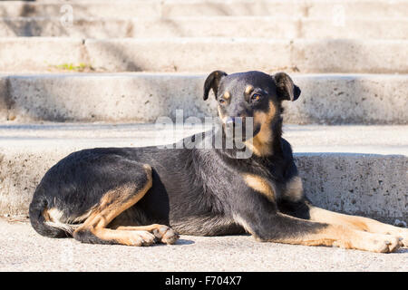 Chien de race mix noir couché sur l'escalier dans le parc sur le soleil Banque D'Images