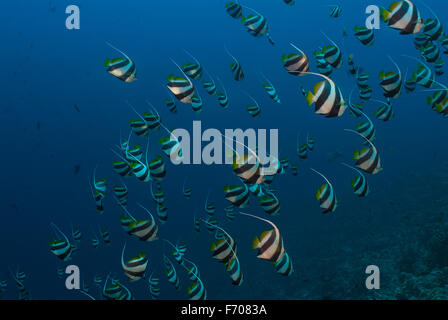 Heniochhus diphreutes bannerfish, scolarisation, Chetodontidae, Sharm el Sheikh, Mer Rouge, Egypte Banque D'Images