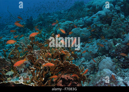 Lyretail Anthias, Pseudanthias squamipinnis, Serranidae sur Fire coral, Millepora dichotoma, Sharm el Sheikh, Mer Rouge, Egypte Banque D'Images