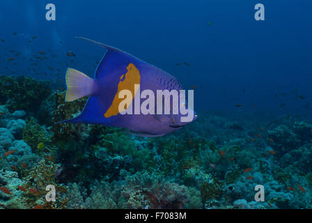 Yellowbar angelfish Pomacanthus maculosus, Pomacanthidae, Sharm el Sheikh, Mer Rouge, Egypte Banque D'Images