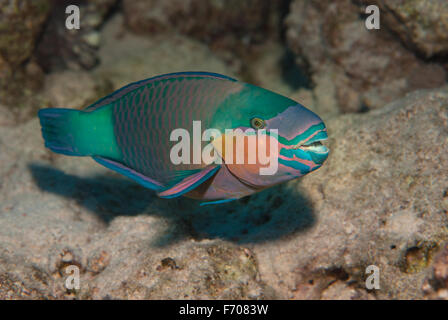 Rostpapageifisch, Scarus ferrugineus, Scaridae, Charm el-Cheikh, Egypte Banque D'Images