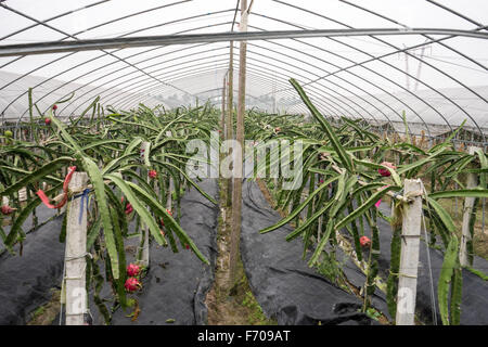 Fruit du dragon (Hylocereus undatus pitahayas) Minong ferme, Quanzhou, Shanghai, Chine Banque D'Images