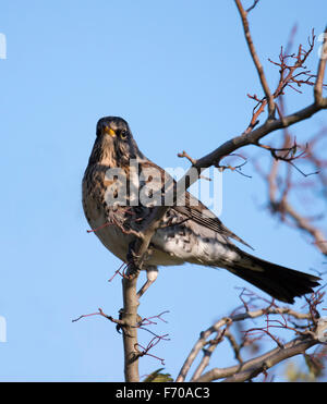 F Turdus Fieldfare perché sur Hawthorn Bush Banque D'Images