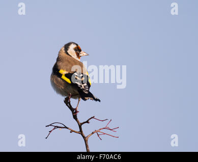 Chardonneret (Carduelis carduelis) perché au sommet de la branche Banque D'Images