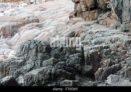 Cadillac Mountain Rose circule autour de granit plus country rock dans la zone près de la plage de shatter chasseurs dans l'Acadia National Park. Banque D'Images