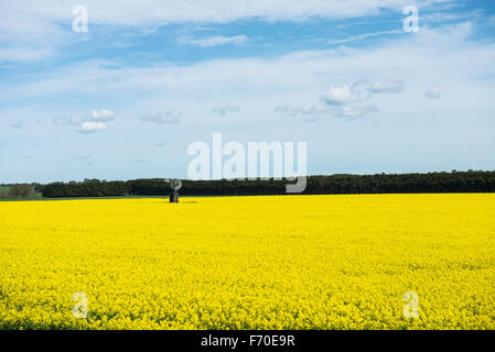 La récolte de canola à Victoria, Australie Banque D'Images