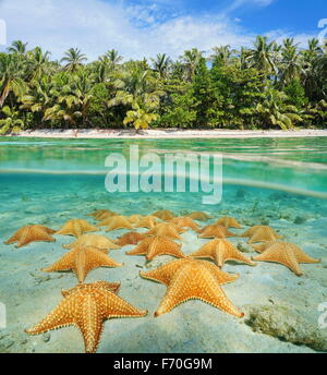 Au-dessus et au-dessous de la surface de l'eau près du rivage d'une plage tropicale avec beaucoup d'étoiles de mer sous l'eau sur le plancher océanique, Central Amer Banque D'Images