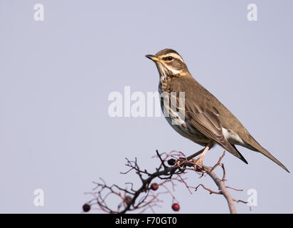 Redwing Turdus iliacus perché sur Hawthorn Bush Banque D'Images