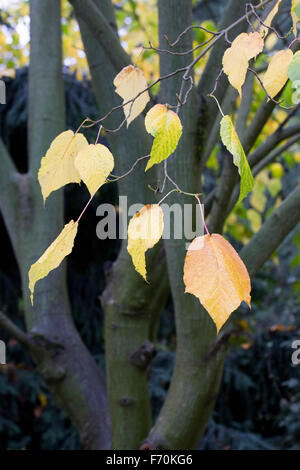 Acer x conspicuum 'Silver' veine arbre en automne. Banque D'Images