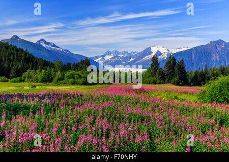 Vue du glacier de Mendenhall avec d'épilobes en fleur. Juneau, Alaska Banque D'Images