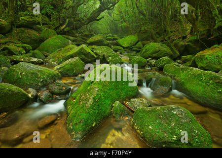 Une rivière à travers la forêt tropicale luxuriante le long de la piste (白谷雲水峡 Shiratani Unsuikyo) sur le sud de l'île de Yakushima (屋久島), au Japon. Banque D'Images