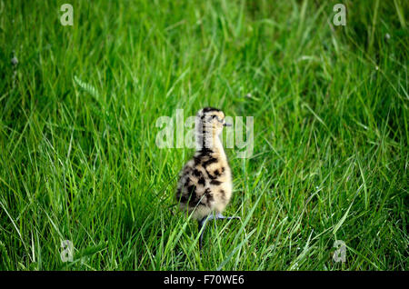 Courlis cendré oiseau mignon marche dans l'herbe de poulet Banque D'Images