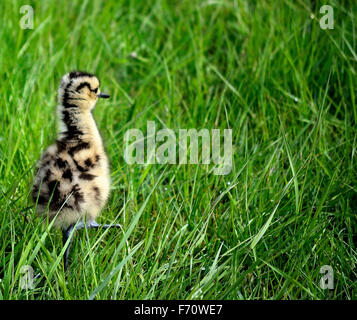 Courlis cendré oiseau mignon marche dans l'herbe de poulet Banque D'Images