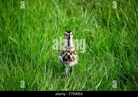 Cute à bec de poulet d'oiseaux se promène dans l'herbe haute Banque D'Images