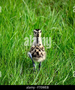 Cute à bec de poulet d'oiseaux se promène dans l'herbe haute Banque D'Images