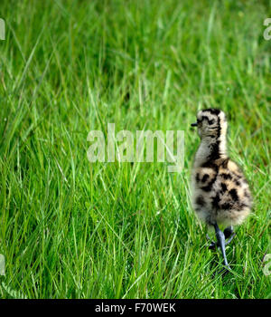 Cute à bec de poulet oiseaux balade dans les hautes herbes à la recherche de ses parents Banque D'Images