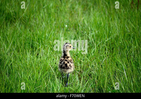 Cute à bec de poulet oiseaux balade dans les hautes herbes à la recherche de ses parents Banque D'Images