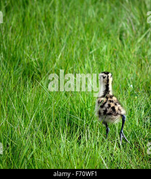 Poulet à bec se promène dans l'herbe verte Banque D'Images