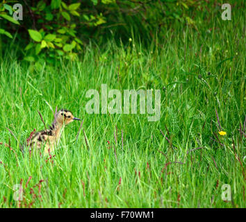 Cute à bec de poulet oiseau erre dans l'herbe d'été vert haut épais Banque D'Images