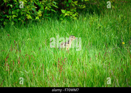 Cute à bec de poulet oiseau erre dans l'herbe d'été vert haut épais Banque D'Images