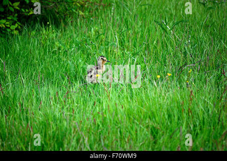 Cute à bec de poulet oiseau erre dans l'herbe d'été vert haut épais Banque D'Images