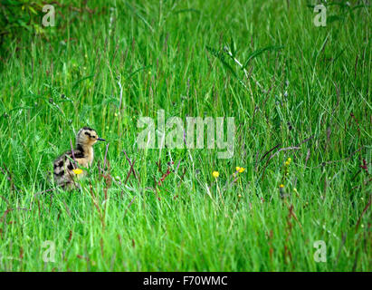 Cute à bec de poulet oiseau erre dans l'herbe d'été vert haut épais Banque D'Images